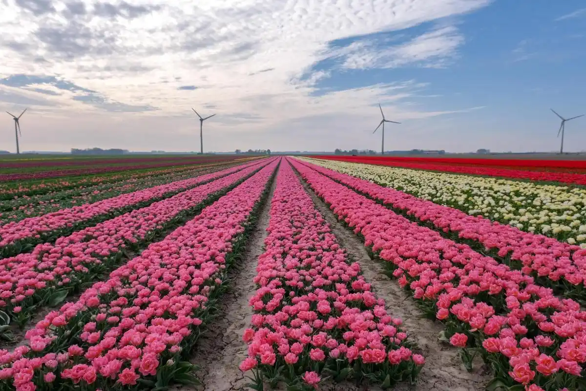 (国际)荷兰:缤纷郁金香花田