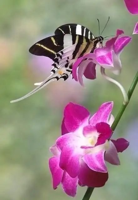 蝶恋花,花恋蝶,花蝶翩跹舞 - 堆糖,美图壁纸兴趣社区