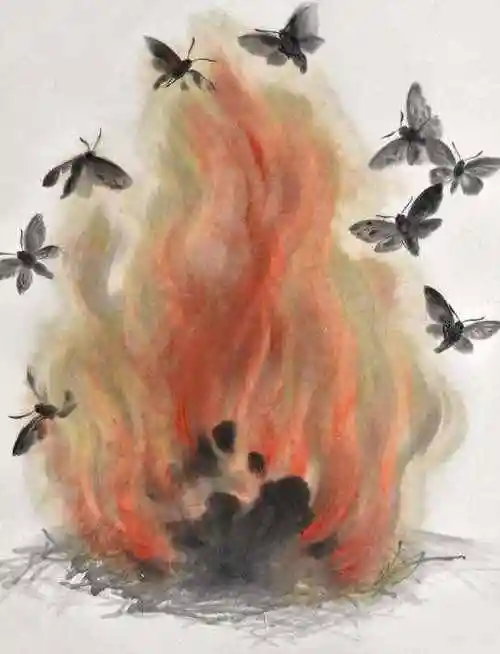 飞蛾为什么扑火飞蛾靠什么飞行