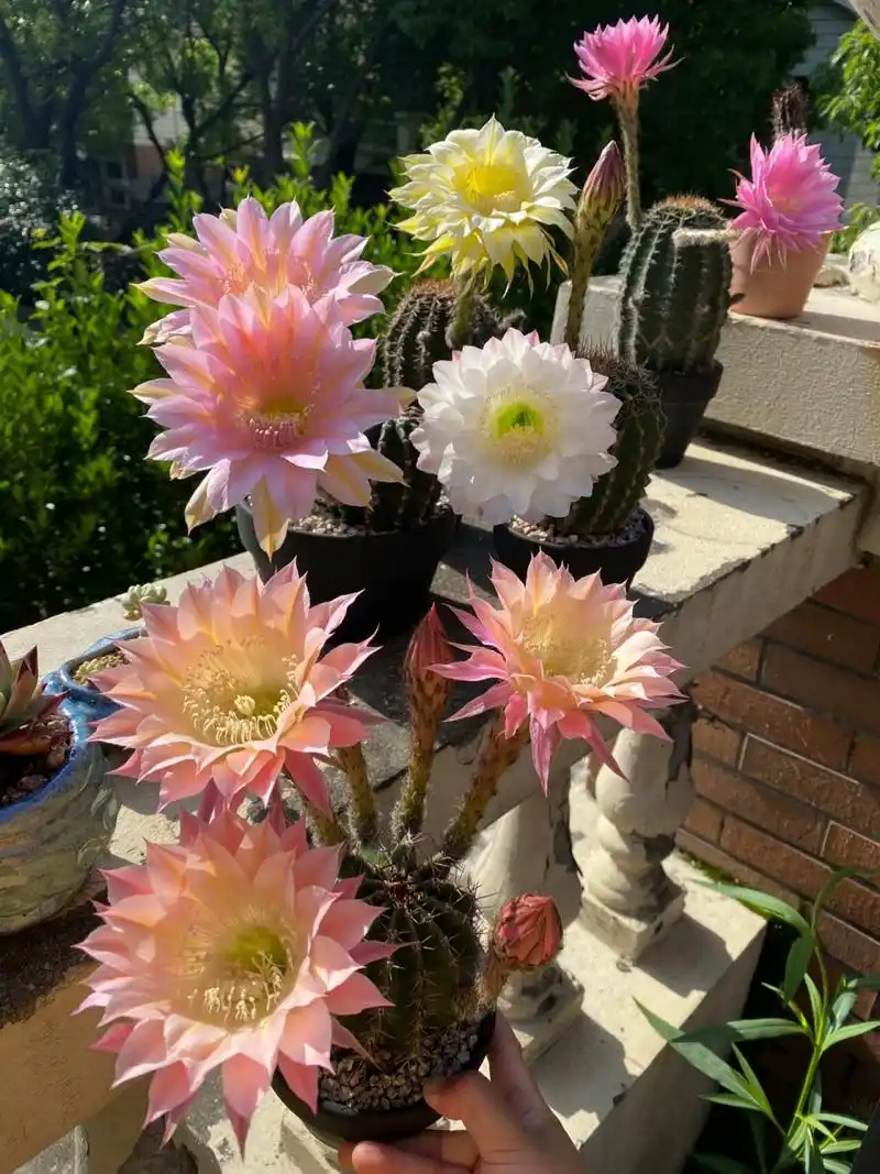 9999  仙人掌花,用坚韧诠释生命的力量.