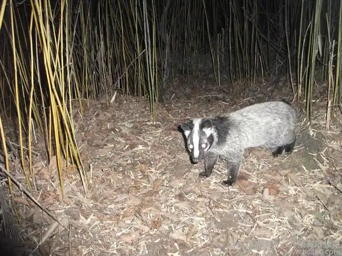 一折野生果子狸活体_纯正正宗 果子狸 花面狸 白面狸 果子狸肉 深山