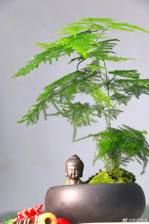 一组文竹盆景,愿给你带来清凉.国庆快乐!