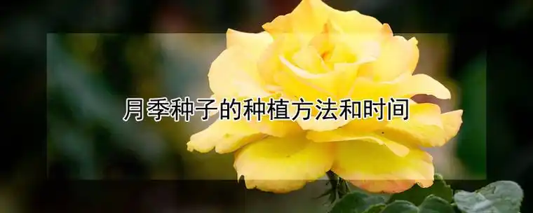 月季种子的种植方法和时间 花卉大全