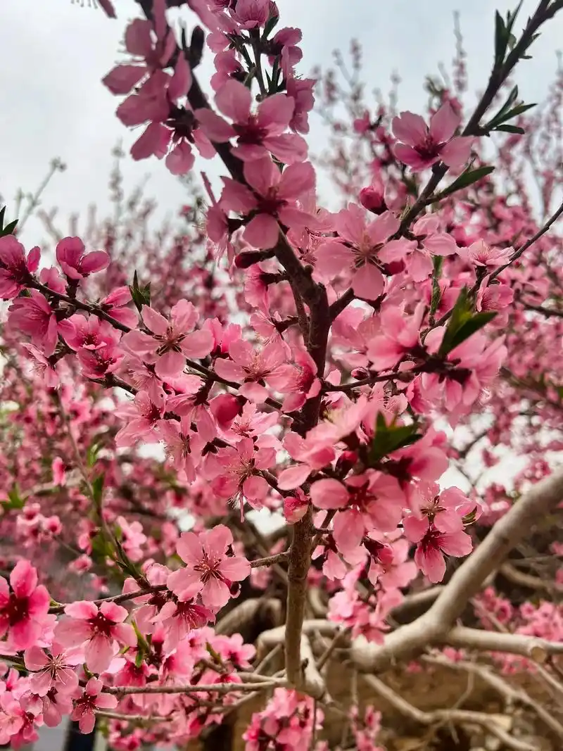 转眼之间美丽的桃花95都要谢完了,花95开时节留住美好,四季 - 抖