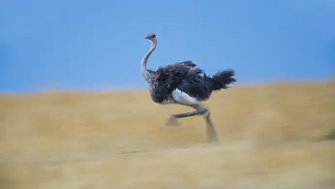 视频中,数十只大小不一的鸵鸟成群结队地在扶绥县城道路上奔跑记者