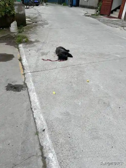 原创我家小狗被车撞死了能找人赔偿吗