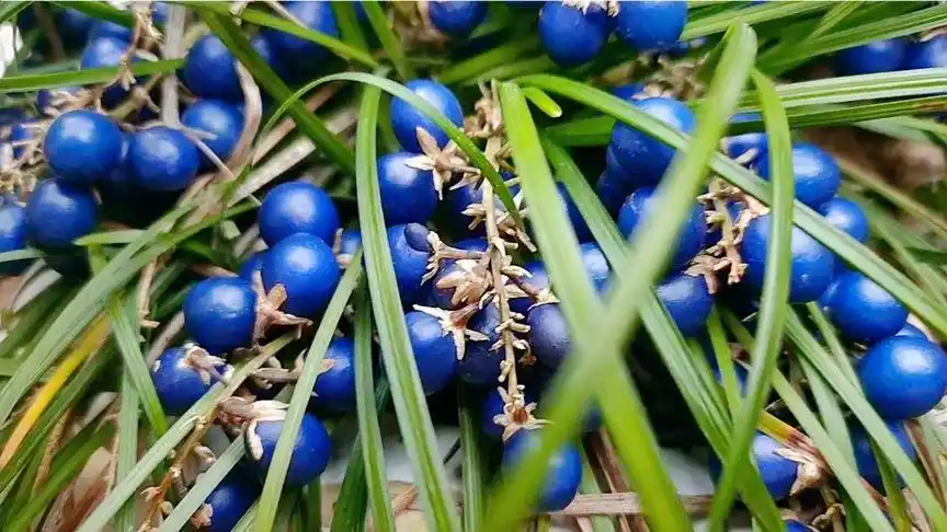 听佛曲赏麦冬果,下雪了,这麦冬果子还是那么漂亮!