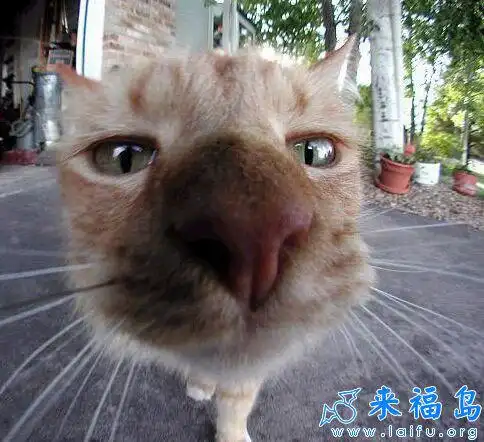 大头猫唷_动物图片_来福岛爆笑娱乐网