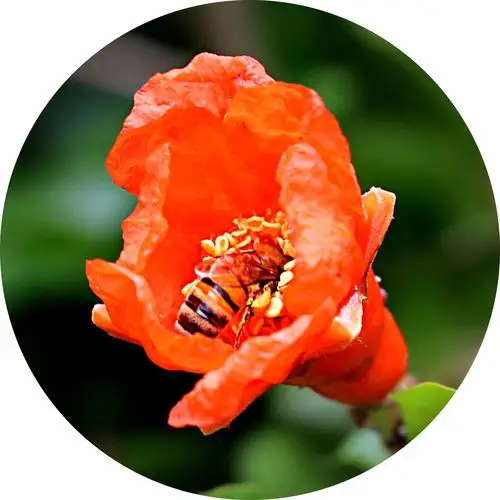 石榴花的红艳与石榴裙的由来-搜狐