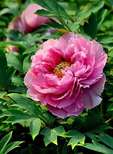 春深富贵花如此,一笑尊前醉眼看.【牡丹】