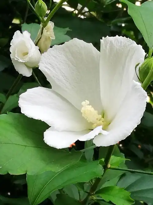 白色单瓣木槿花