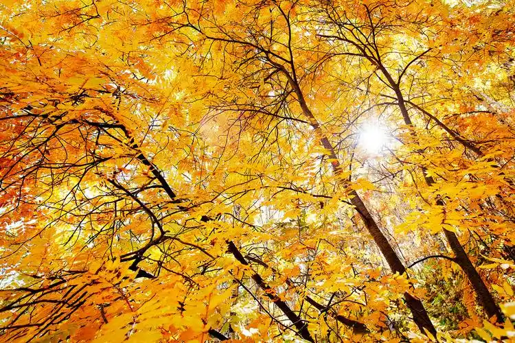 金色秋天(18)