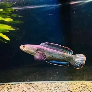 同款货源远大前程家居专营店天猫彩虹雷龙鱼活体鱼