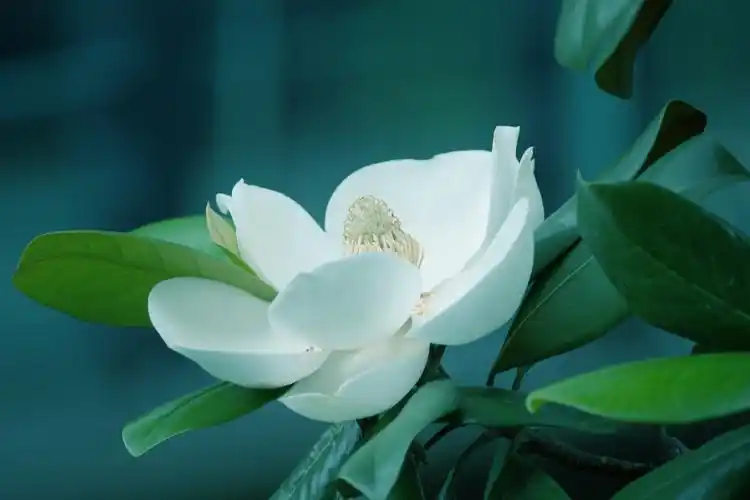 (首发)荷花玉兰