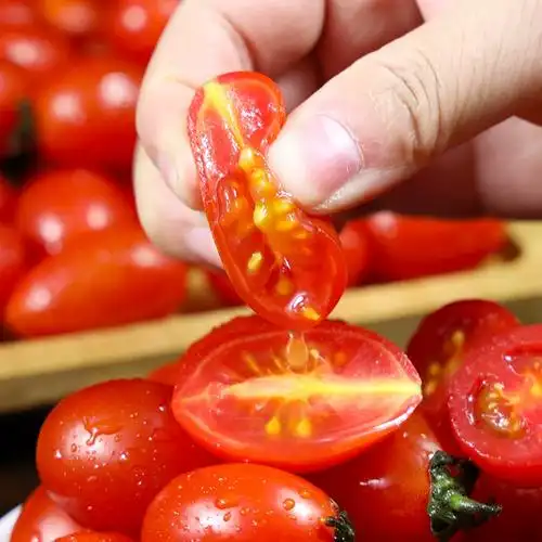 新鲜采摘圣女果礼盒2斤4斤单果8g 酸甜可口鲜爽果肉饱满 日销优惠券更