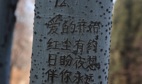 男子持续4年在树上刻字表白 已伤19棵树