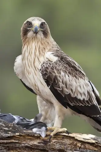 鹰站立吃食物 640x1136 iphone 5/5s/5c/se 壁纸,图片,背景,照片