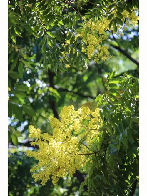 栾树开花金灿灿