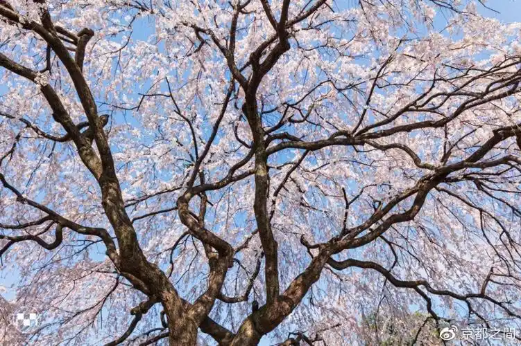 一株樱树就能带来整个春天