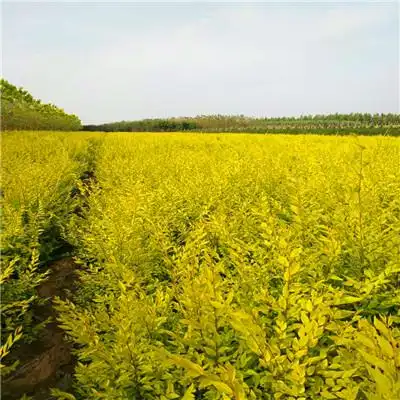 q6:黄金榆和金叶榆1,丛生金叶榆是金叶榆在我看来一类,反倒是属于国际