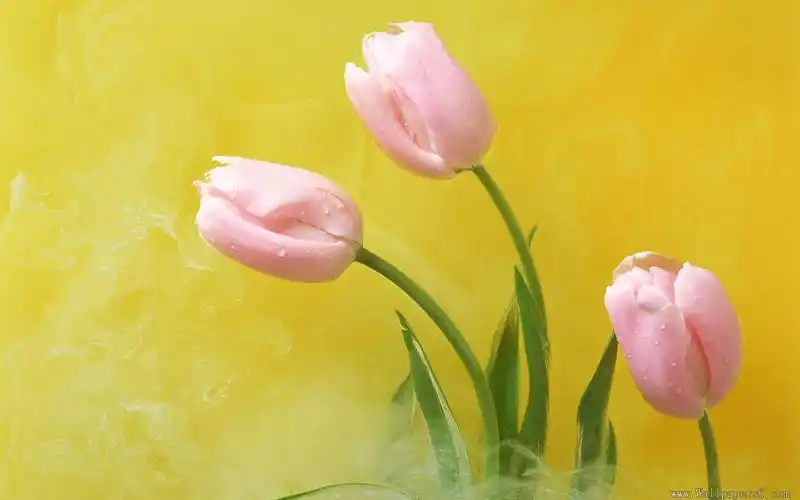 唯美郁金香花海