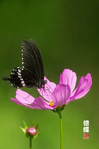 【忆蝶摄影图片】生态摄影_太平洋电脑网摄影部落