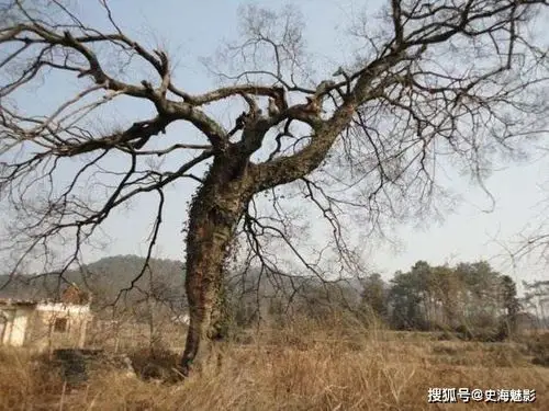 崇祯上吊的那颗歪脖子树