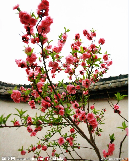 春到桃花开 覃开群