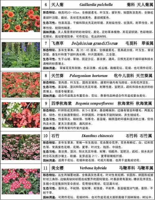 上海植物园实习30种草本花卉