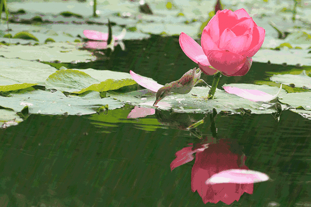 640_427gif 动态图 动图