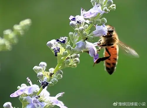 蜜蜂采集荆花蜜