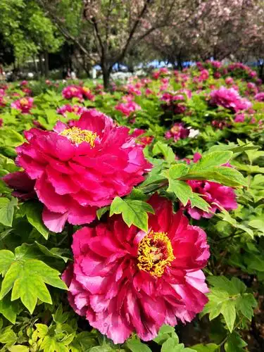 风景(双牡丹花之旅六天游)牡丹花:河南洛阳牡丹花中国国花园.