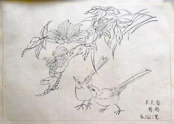 控笔练习白描花鸟临摹5