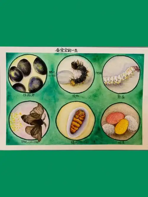 三年级四年级观察日记科学作业蚕的一生