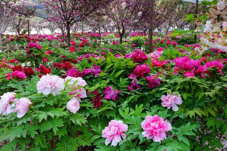 4.16走进国际牡丹园_洛阳