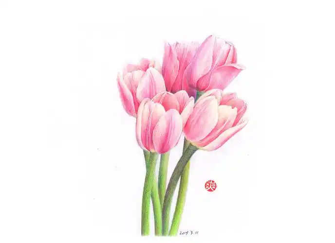 彩铅手绘一束郁金香