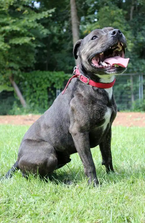 斯塔福郡斗牛梗