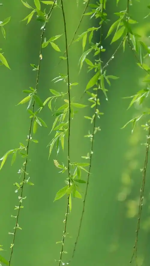 护眼壁纸,绿叶,叶子,小清新,护眼,绿色植物,手机壁纸高清绿叶护眼锁屏