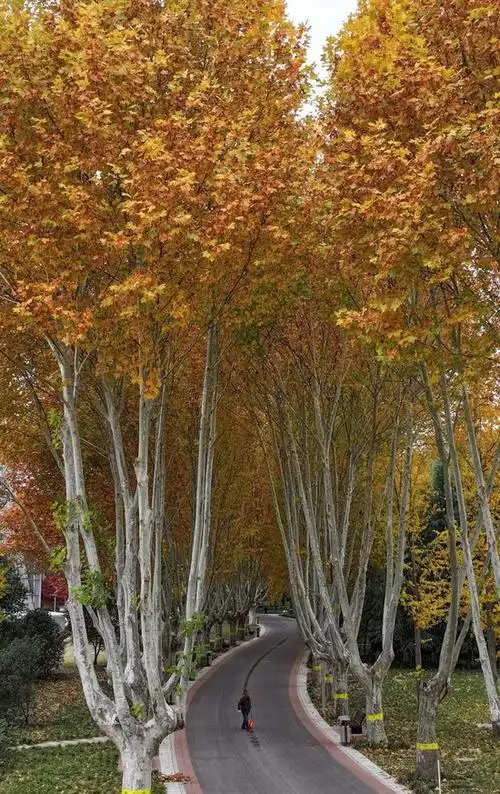 初冬添新色 看法桐最美时(组图)