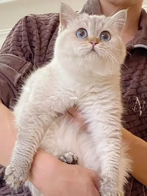 欢迎咨询#重庆猫舍  #金点  #山猫纹金点  #英短重点色