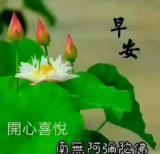 花是牡丹最美,人为朋友最亲,交友不交金和银,只交朋友一颗心