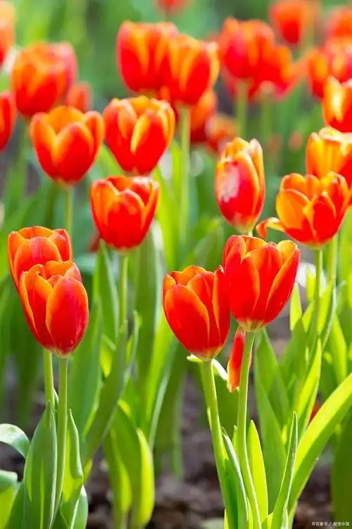 探寻郁金香花语的深邃之意,传递美好与尊贵!