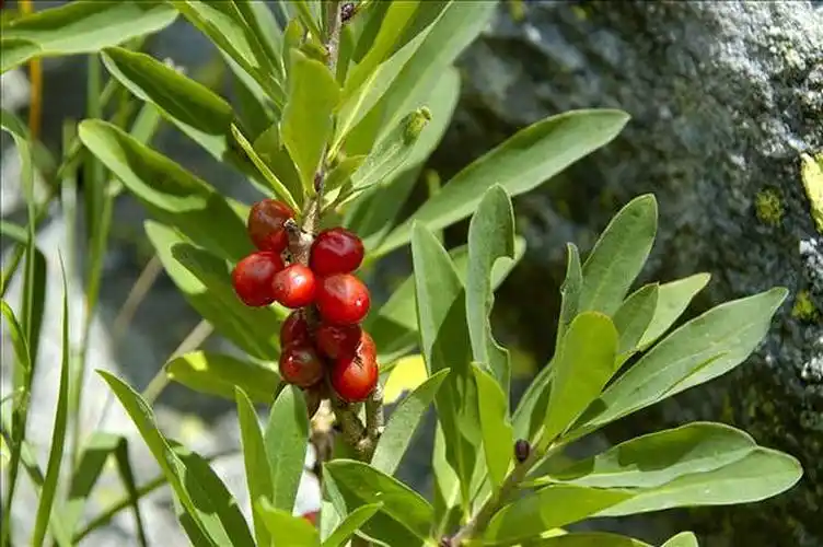 瑞香属植物图片_瑞香属植物高清图片_全景视觉