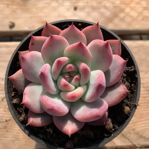 白弗兰克 多肉植物一物一拍