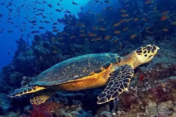 (2)主要生活在亚洲东南部,印度洋等热带和亚热带海洋中,为肉食性动物