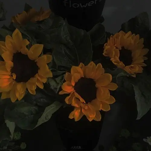 ins潮图朋友圈背景图/高质量/神仙背景/部分摄影类型源看水印