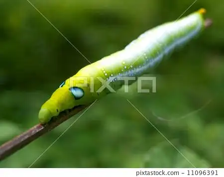 绿色的虫子 此乃何物?有毒吗?把我家的花都吃了