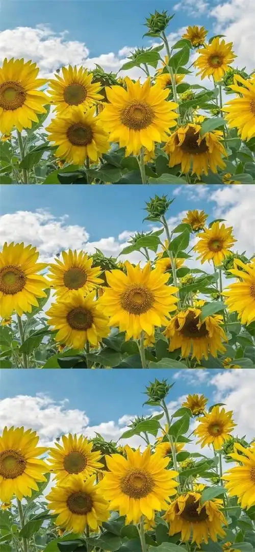 2020抖音最火壁纸图片,2020最火手机壁纸