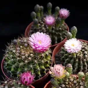 翠晃冠缀化一物一拍多色开花仙人球裸鄂球属多肉植物重瓣花稀有