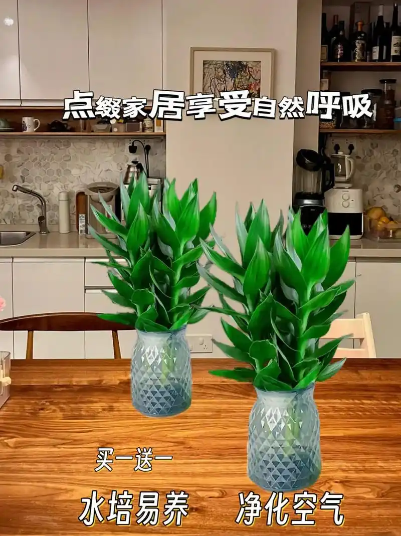 我的富贵竹真是太好养啦!买一送一的优活动来啦!aad种植好养 - 抖音